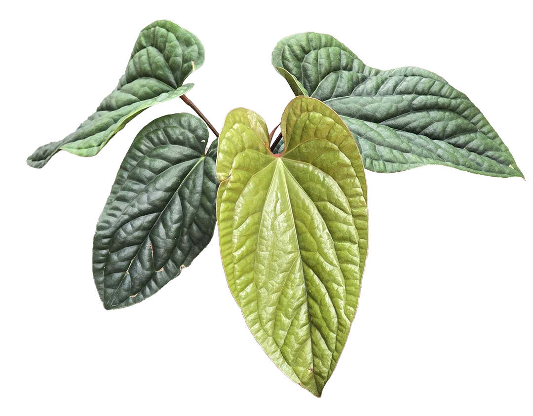 Anthurium Radicans x Luxurians 4 inch Grower Pot