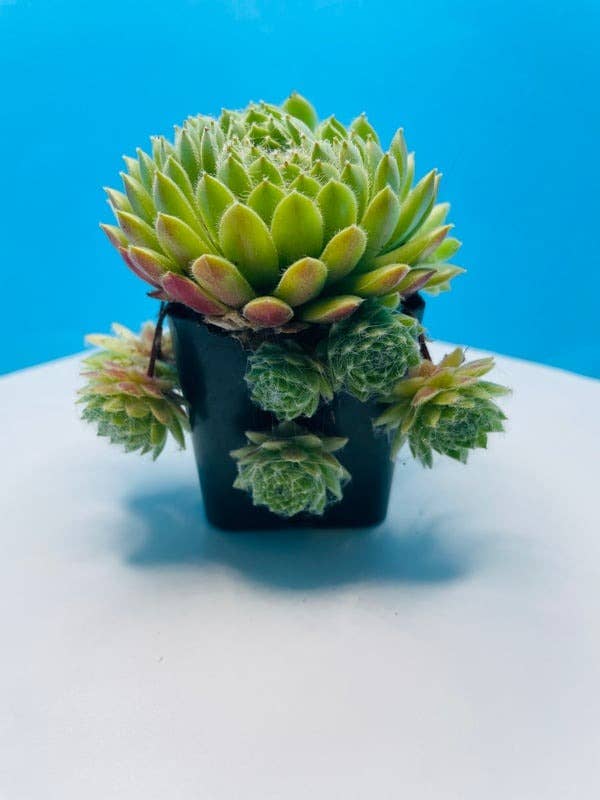 Sempervivum atlanticum Succulent 2in Grower Pot