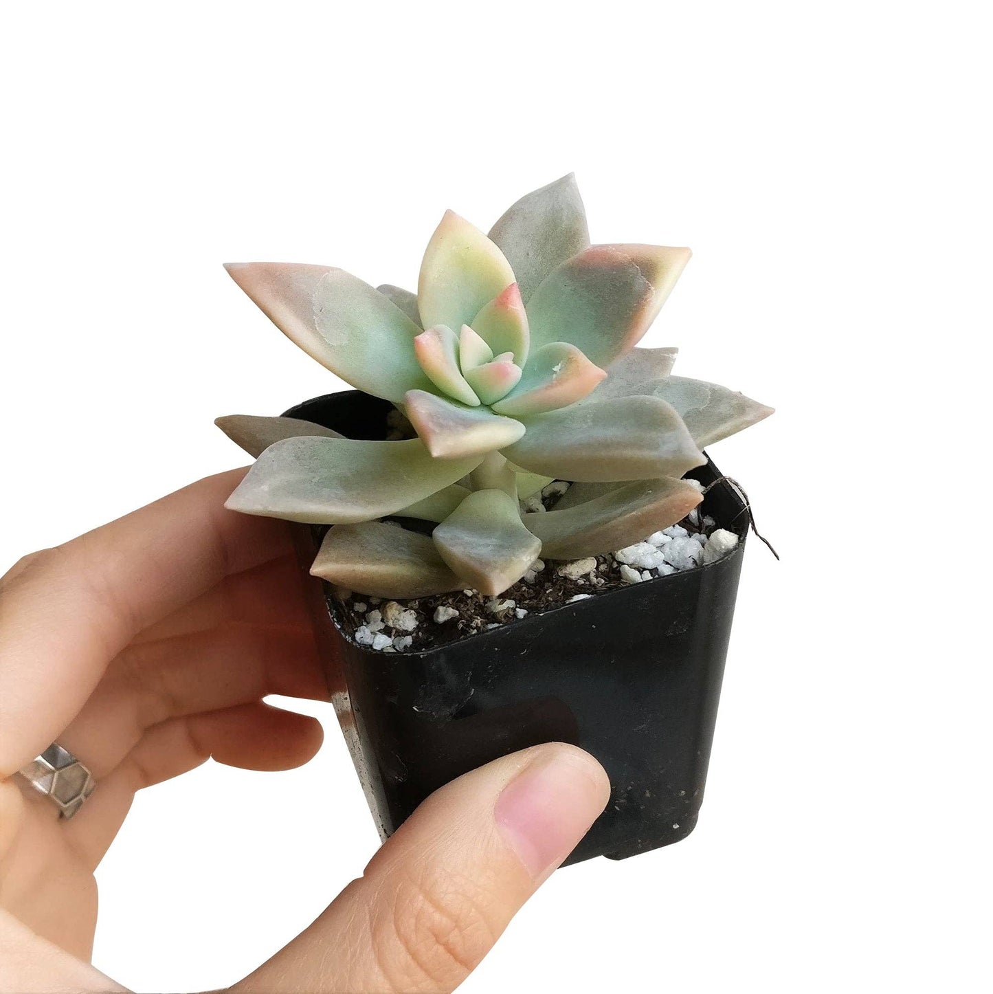 RARE Variegated Ghost Succulent 2"/ 4", Halloween Plant Gift