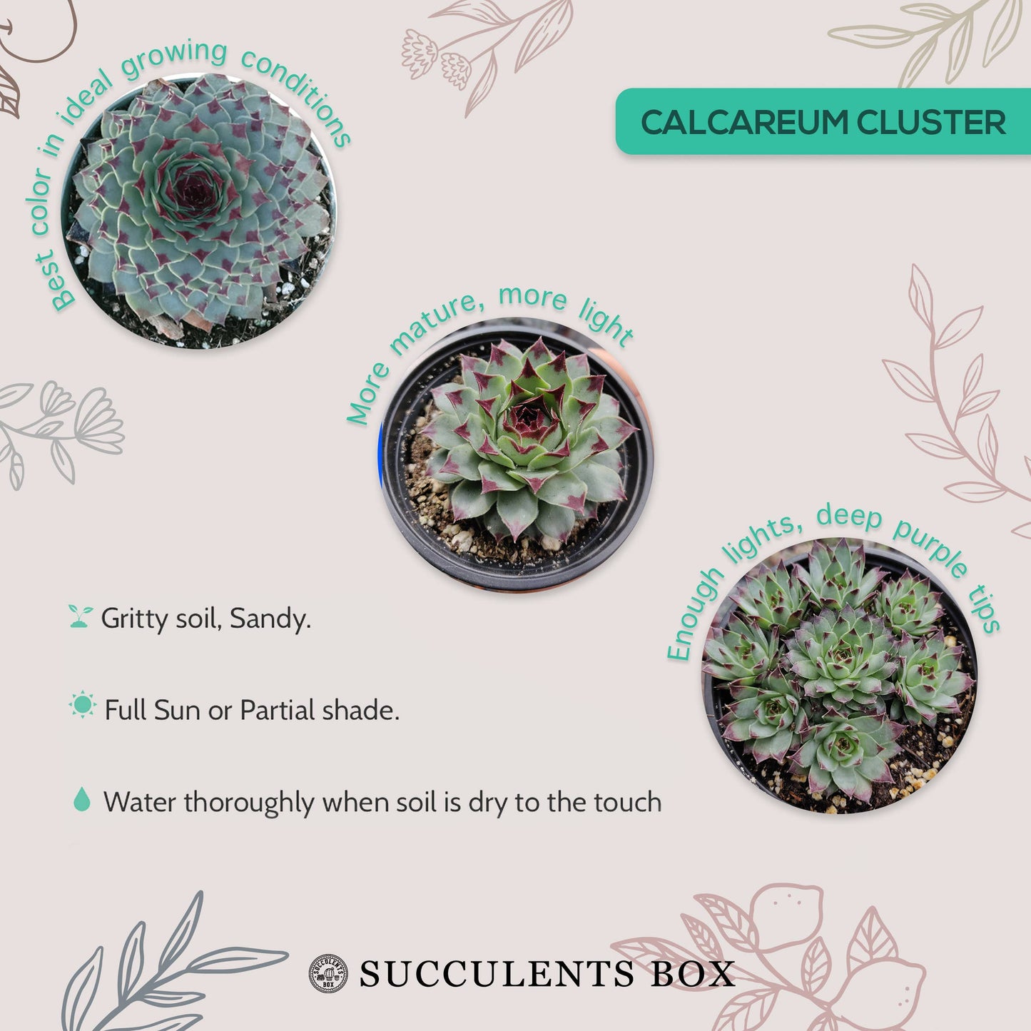 Sempervivum Calcareum - Live Hardy Succulent in 2/4/6in Pot