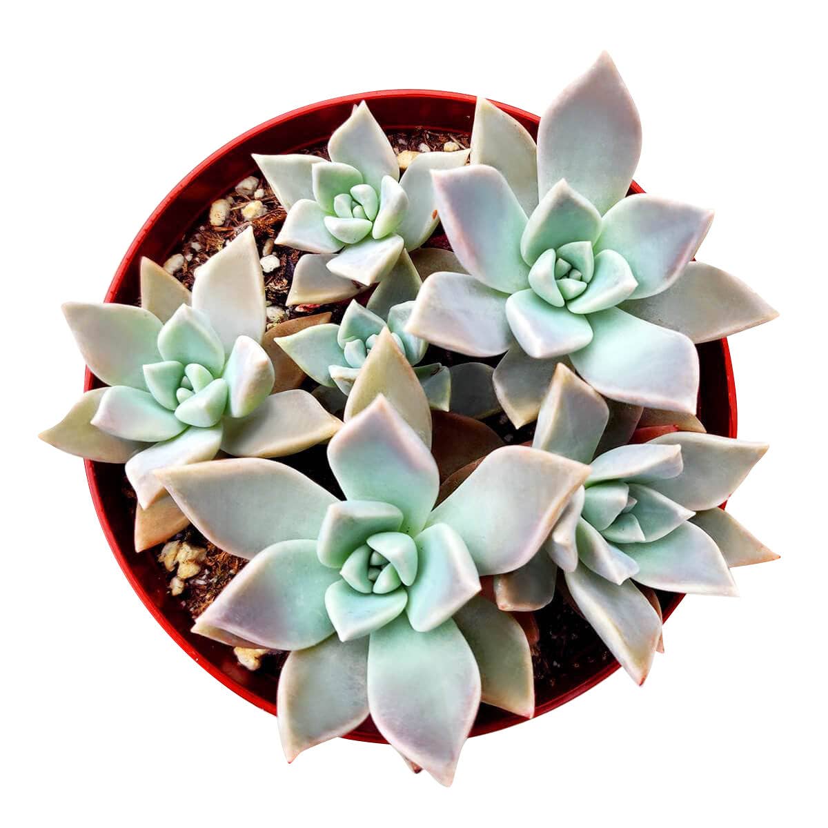 RARE Variegated Ghost Succulent 2"/ 4", Halloween Plant Gift