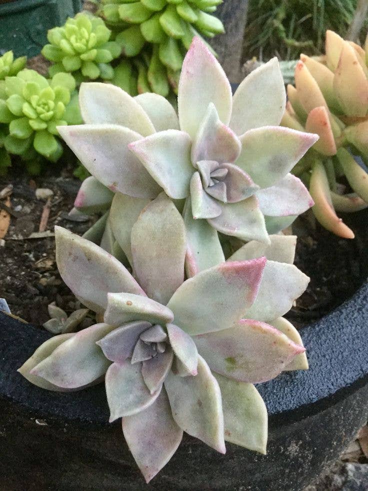 Graptopetalum 'Frank Reinelt' 2" Grower Pot