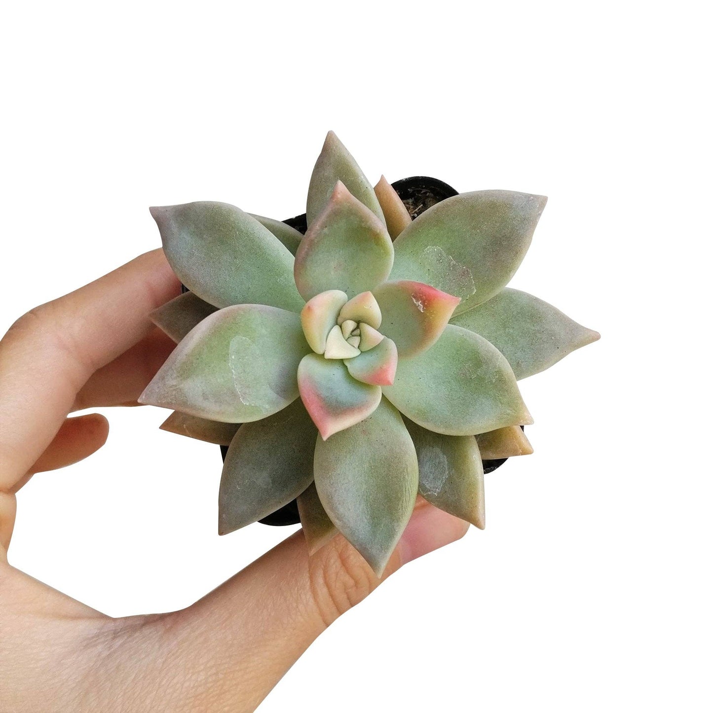 RARE Variegated Ghost Succulent 2"/ 4", Halloween Plant Gift