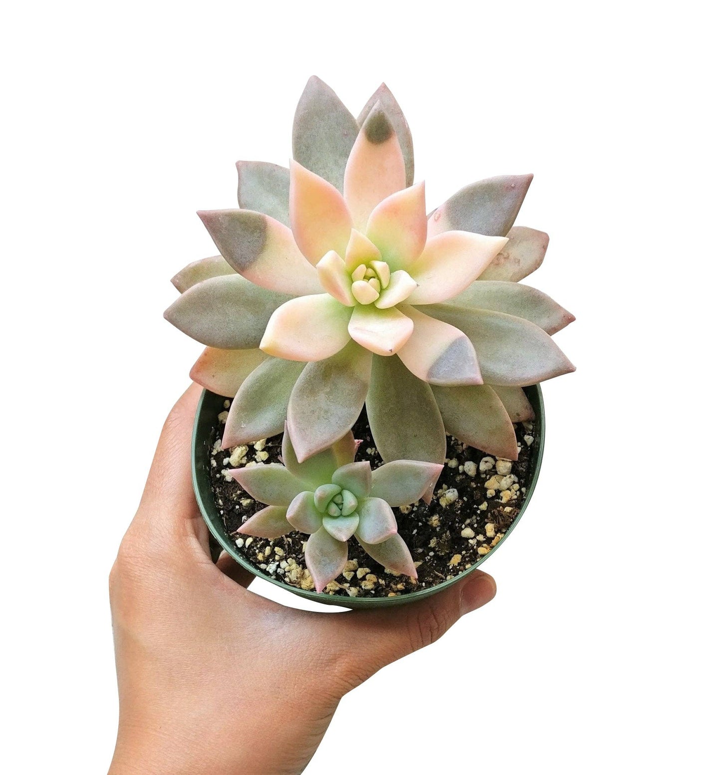 RARE Variegated Ghost Succulent 2"/ 4", Halloween Plant Gift