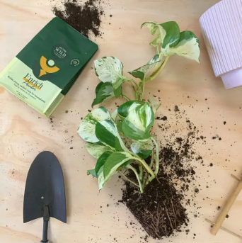 Plant Lovers
