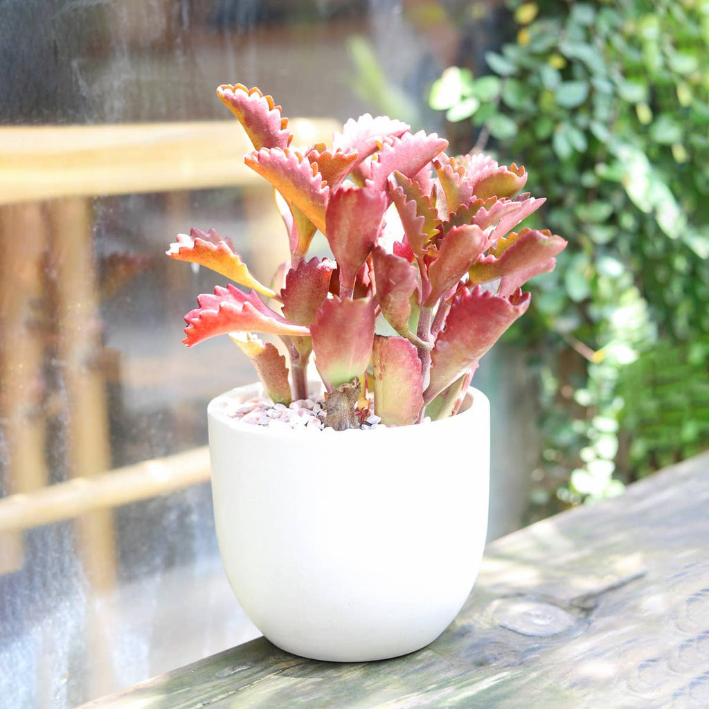 Mystery Colorful Succulent - Fully-rooted 2.0" Pot Plants