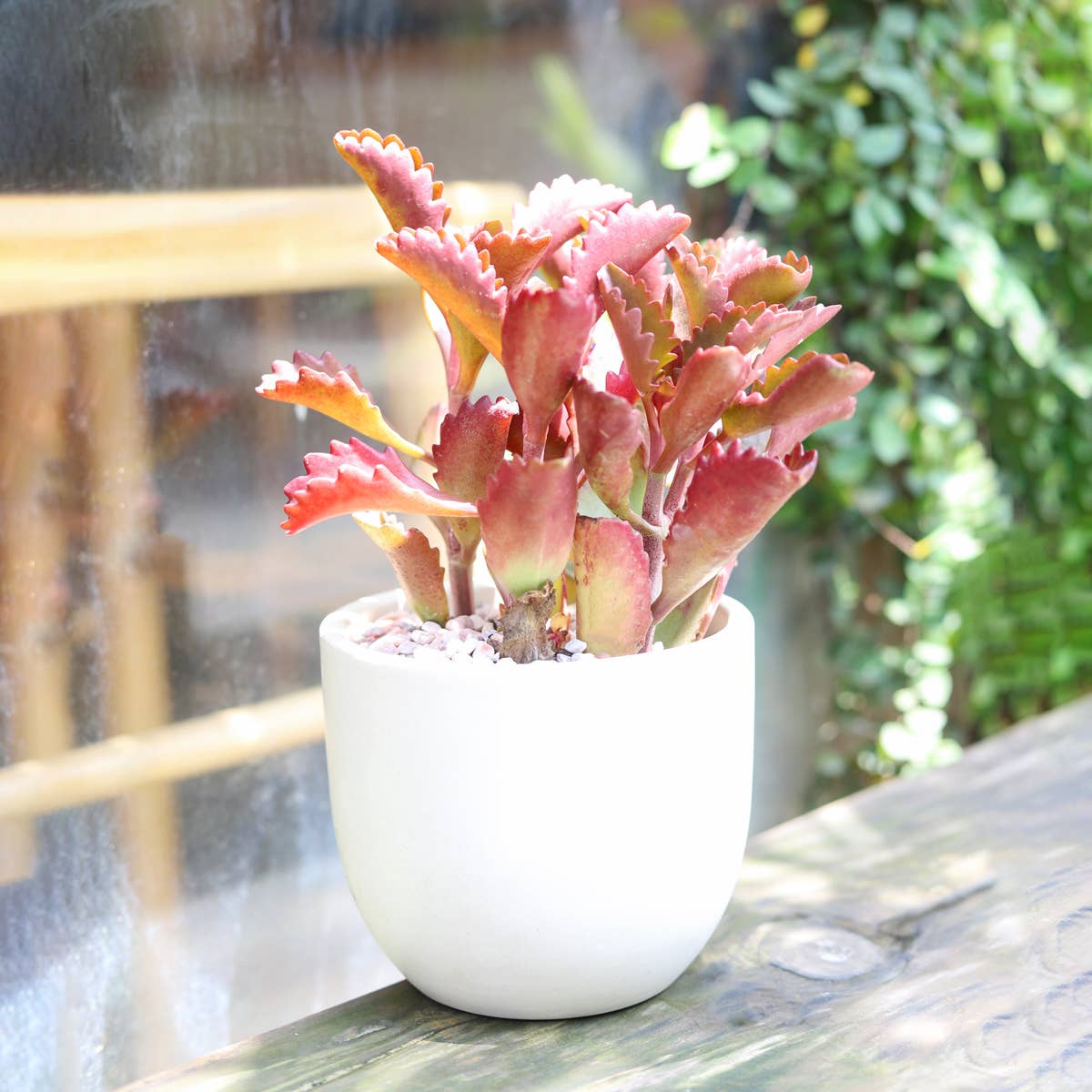 Mystery Colorful Succulent - Fully-rooted 2.0" Pot Plants