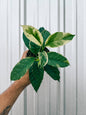 4" Variegated Hoya 'Multiflora' (Shooting Star Hoya)