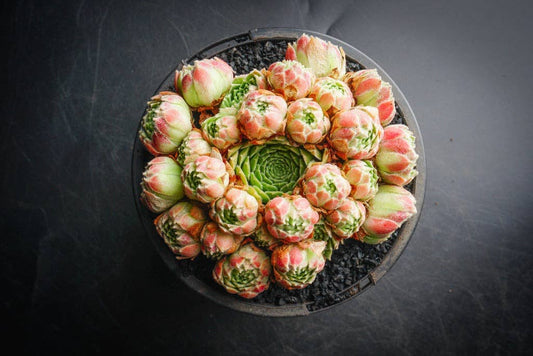 Sempervivum atlanticum Succulent 2in Grower Pot