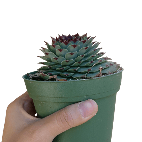 Sempervivum Calcareum - Live Hardy Succulent in 2/4/6in Pot