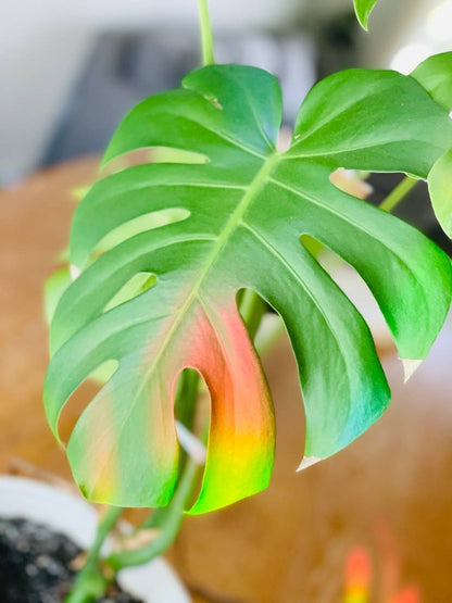 Rainbow Making Monstera Suncatcher Window Decal  Sticker