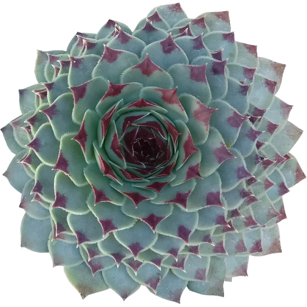 Sempervivum Calcareum - Live Hardy Succulent in 2/4/6in Pot