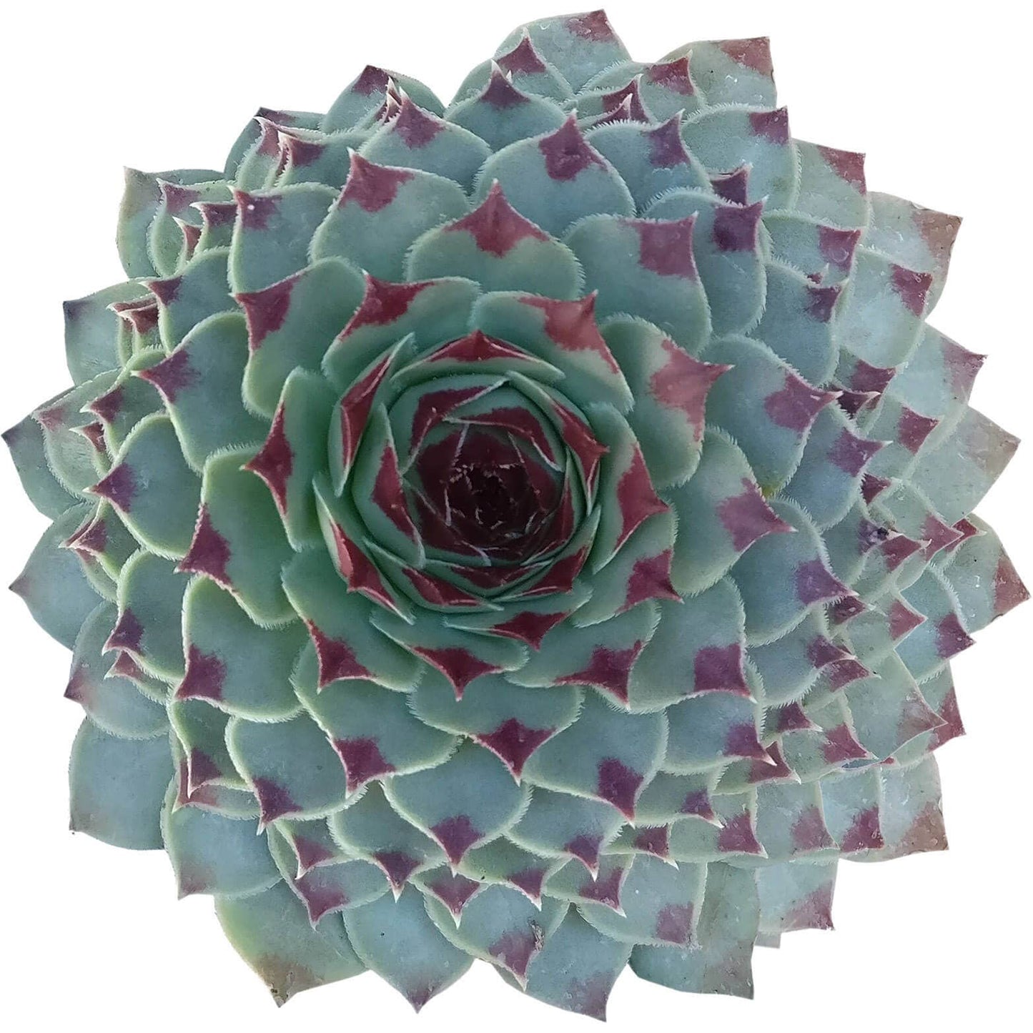 Sempervivum Calcareum - Live Hardy Succulent in 2/4/6in Pot