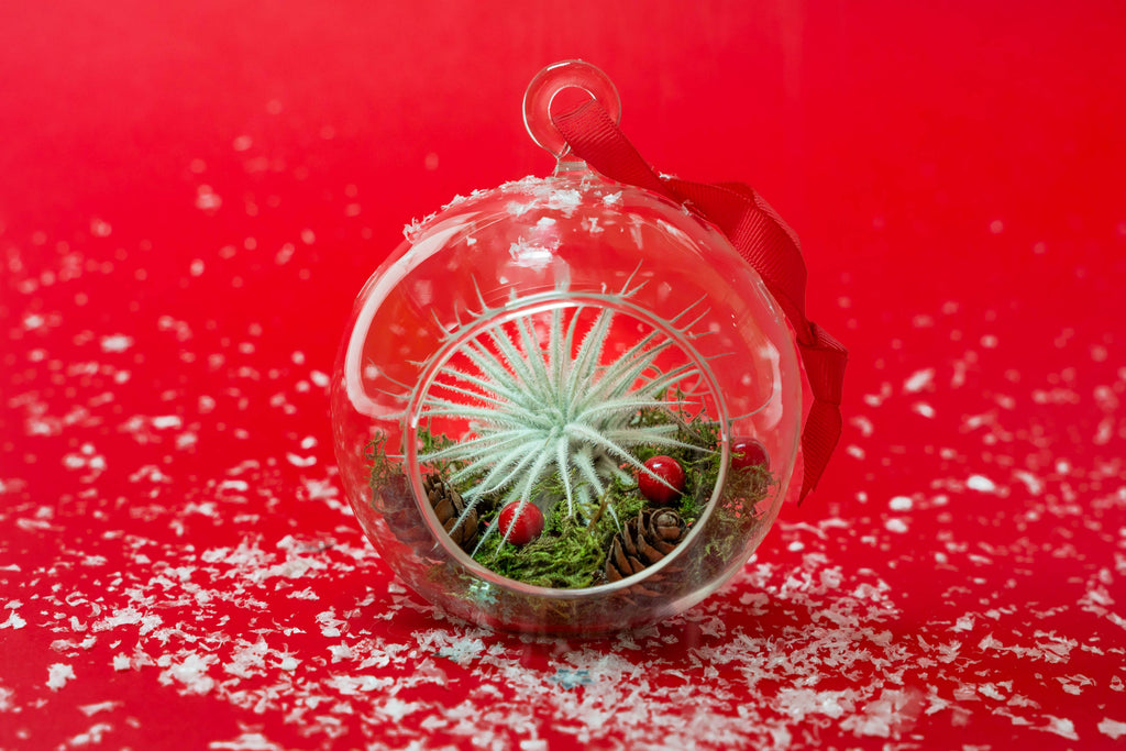 Lg Air Plant Ornament