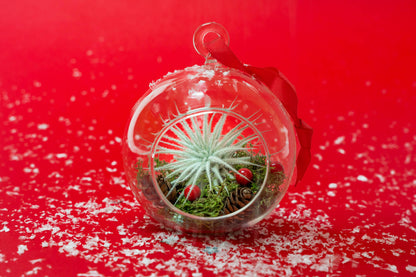 Lg Air Plant Ornament