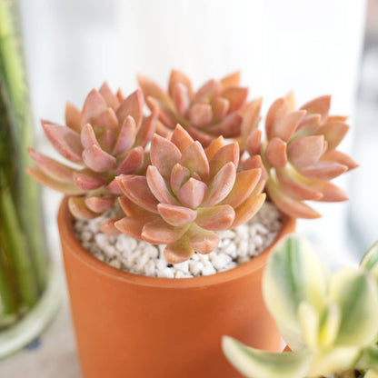 Mystery Colorful Succulent - Fully-rooted 2.0" Pot Plants