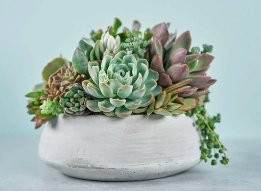 Succulent Container Event