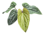 Anthurium Radicans x Luxurians  4 inch Grower Pot