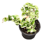 Hoya Hindu Rope Variegated 4 inch Grower Pot