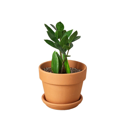 Zamioculcas Zamiifolia ZZ - Live ZZ Plant