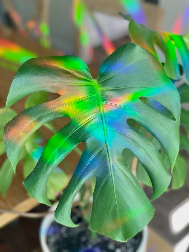 Rainbow Making Monstera Suncatcher Window Decal  Sticker