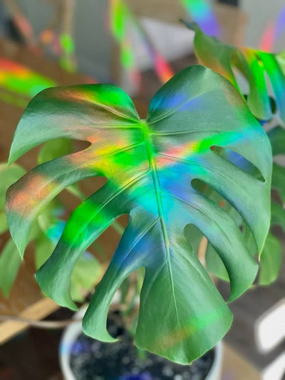 Rainbow Making Monstera Suncatcher Window Decal  Sticker