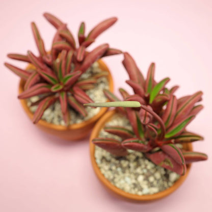 Peperomia graveolens 'Ruby Glow' 2" Grower Pot