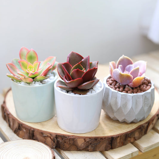 Mystery Colorful Succulent - Fully-rooted 2.0" Pot Plants