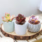 Mystery Colorful Succulent - Fully-rooted 2.0" Pot Plants