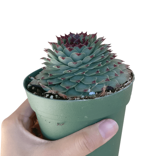 Sempervivum Calcareum - Live Hardy Succulent in 2/4/6in Pot