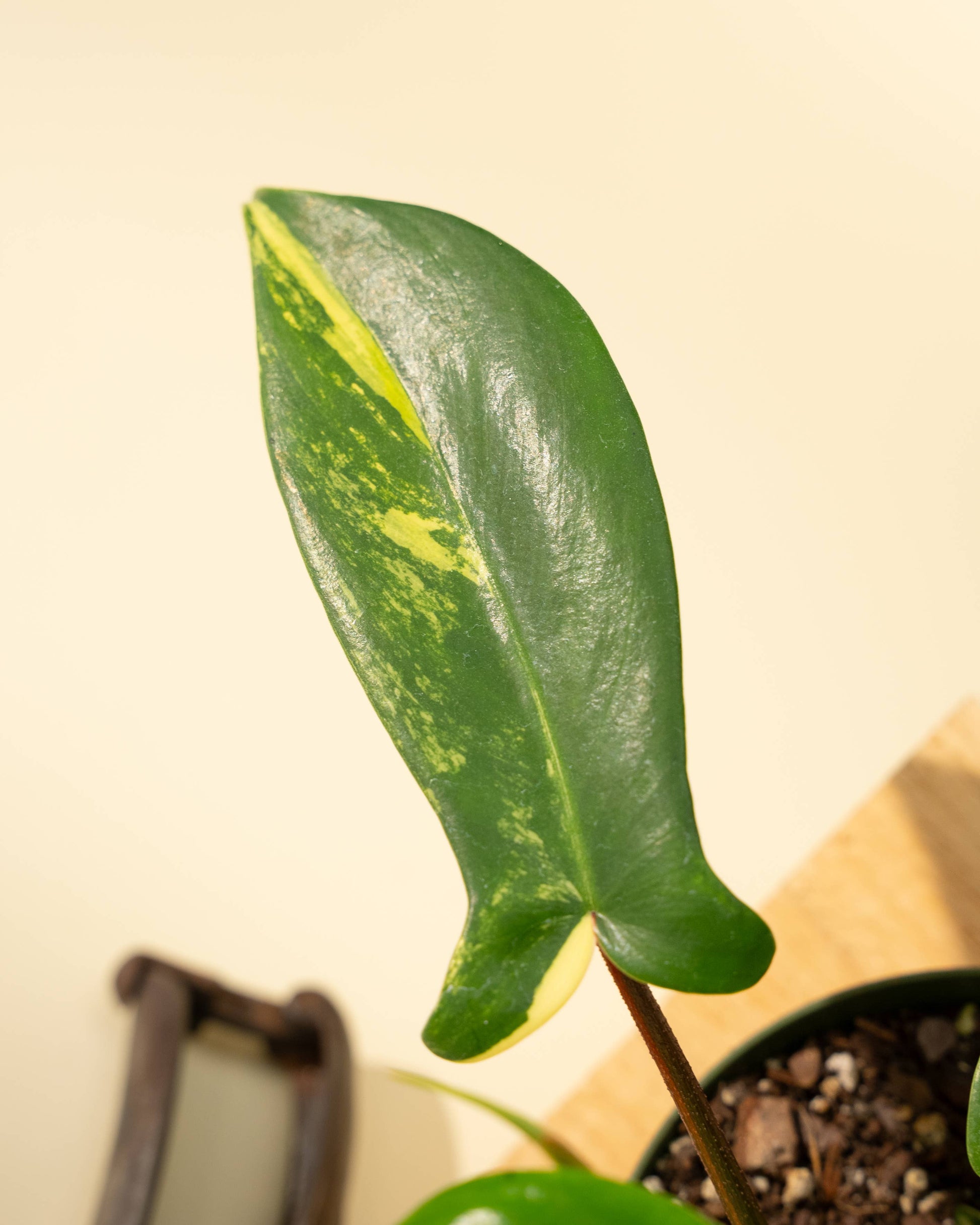 4" Philodendron Florida Beauty 'Sunrise'