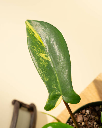 4" Philodendron Florida Beauty 'Sunrise'