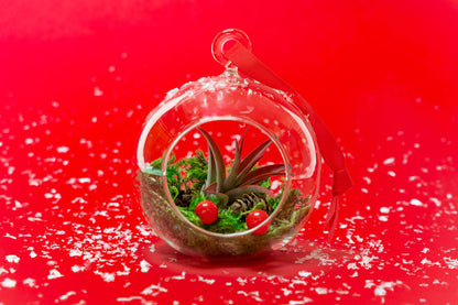 Lg Air Plant Ornament