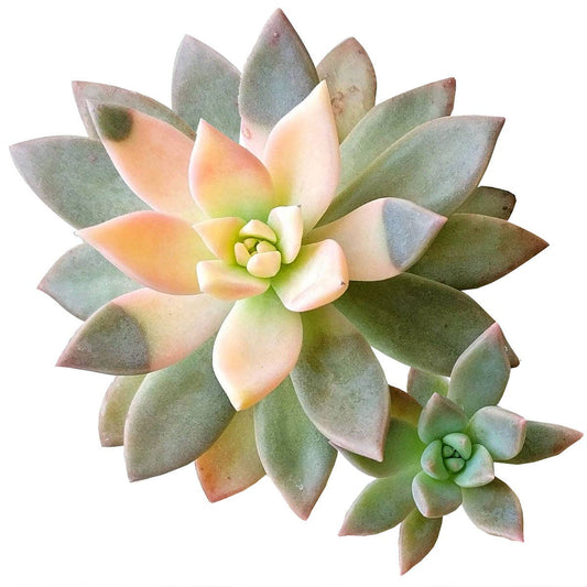 RARE Variegated Ghost Succulent 2"/ 4", Halloween Plant Gift