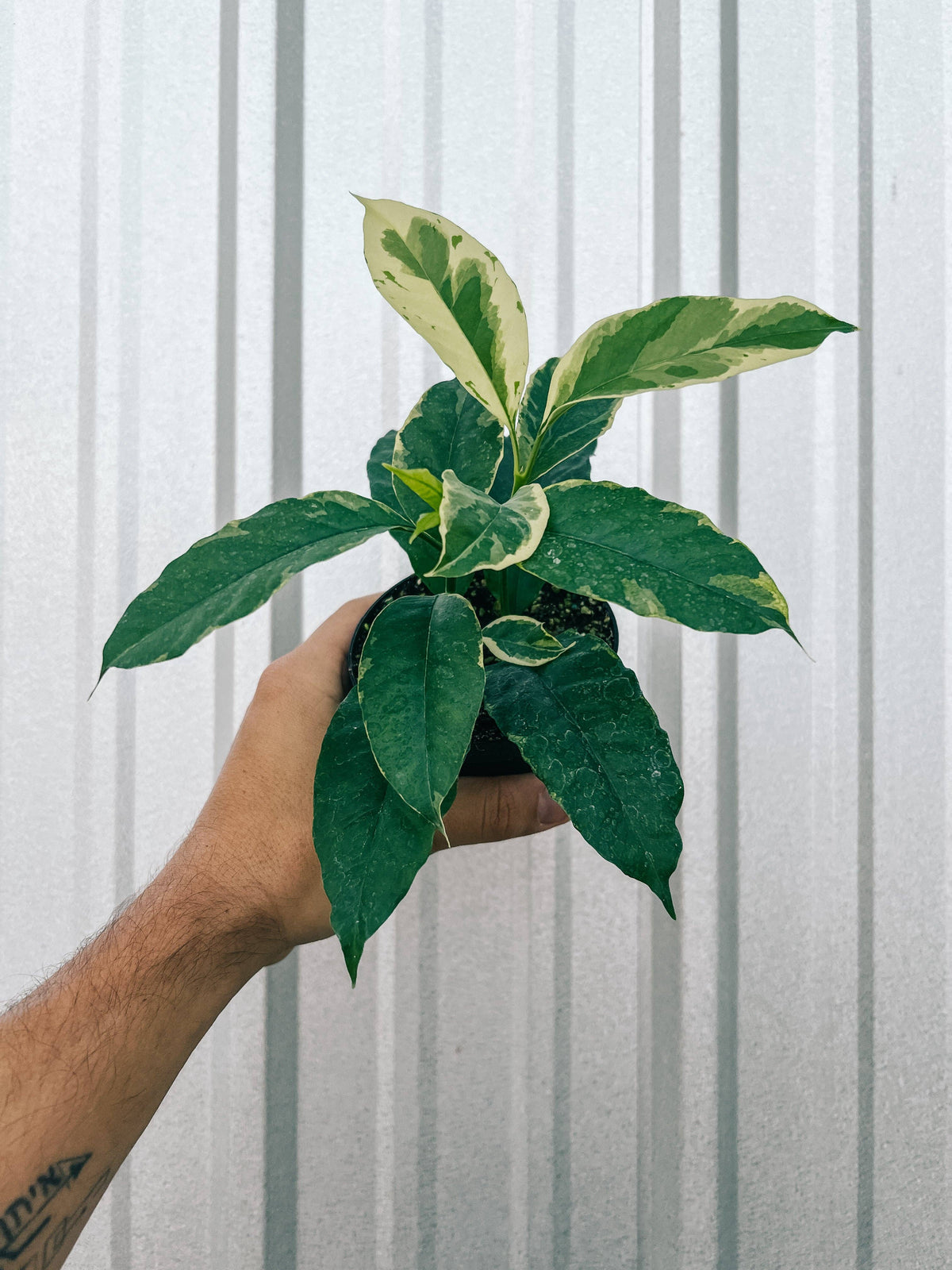 4" Variegated Hoya 'Multiflora' (Shooting Star Hoya)