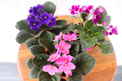 4" African Violet