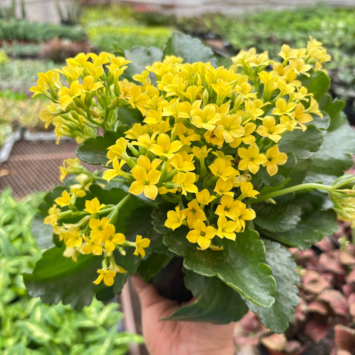 Kalanchoe Yellow - 4" Pot