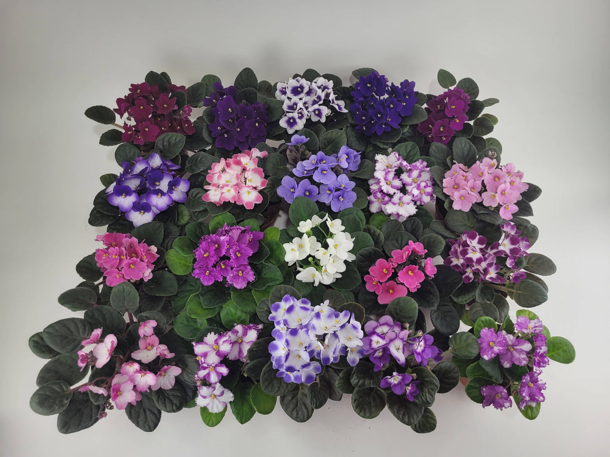 4" African Violet