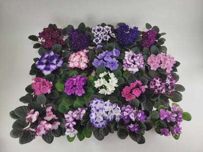 4" African Violet