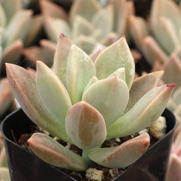 Graptopetalum 'Frank Reinelt' 2" Grower Pot