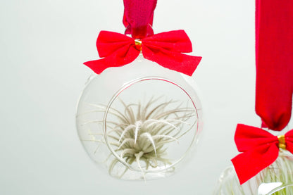 Mini Air Plant Ornament
