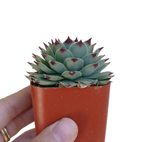 Sempervivum Calcareum - Live Hardy Succulent in 2/4/6in Pot