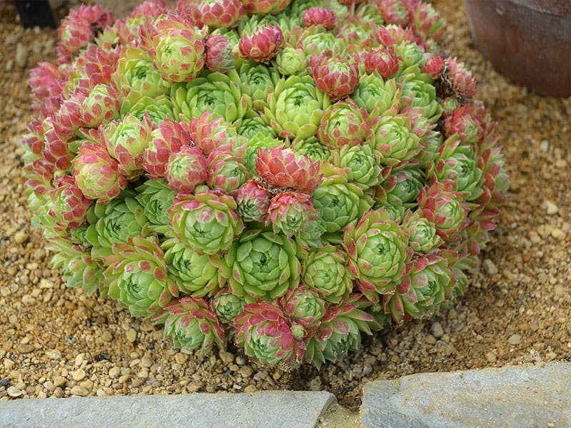 Sempervivum atlanticum Succulent 2in Grower Pot