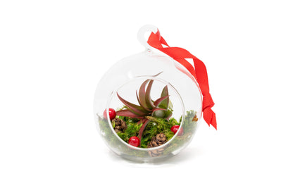 Lg Air Plant Ornament