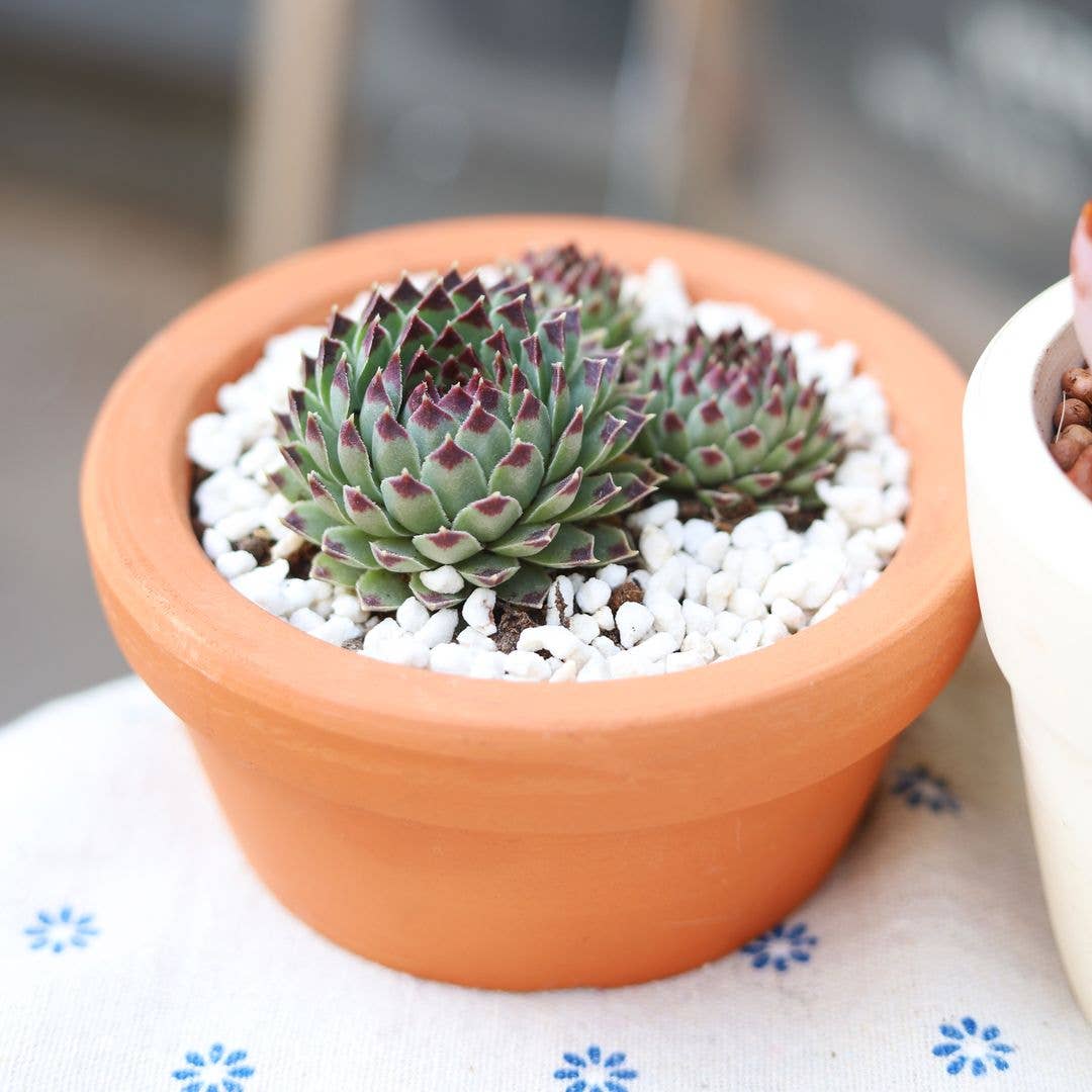 Sempervivum Calcareum - Live Hardy Succulent in 2/4/6in Pot