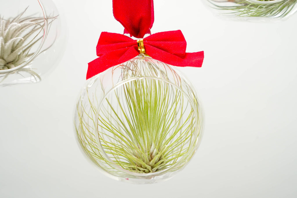 Mini Air Plant Ornament
