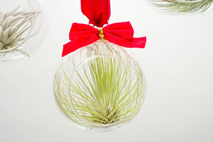 Mini Air Plant Ornament