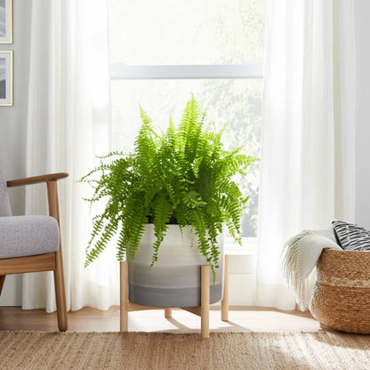 Ceramic Indoor/Outdoor Planter on Wood Stand - Beige, 12 in.