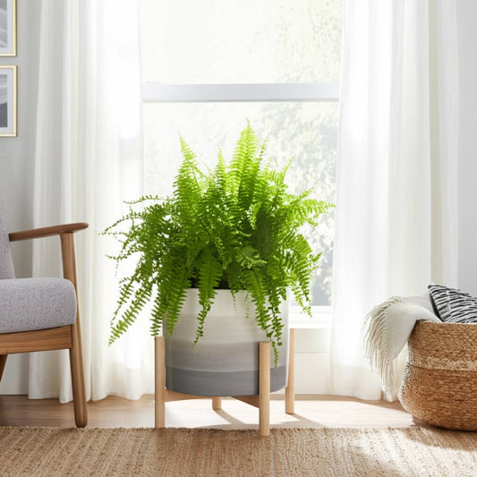 Ceramic Indoor/Outdoor Planter on Wood Stand - Beige, 12 in.