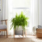 Ceramic Indoor/Outdoor Planter on Wood Stand - Beige, 12 in.